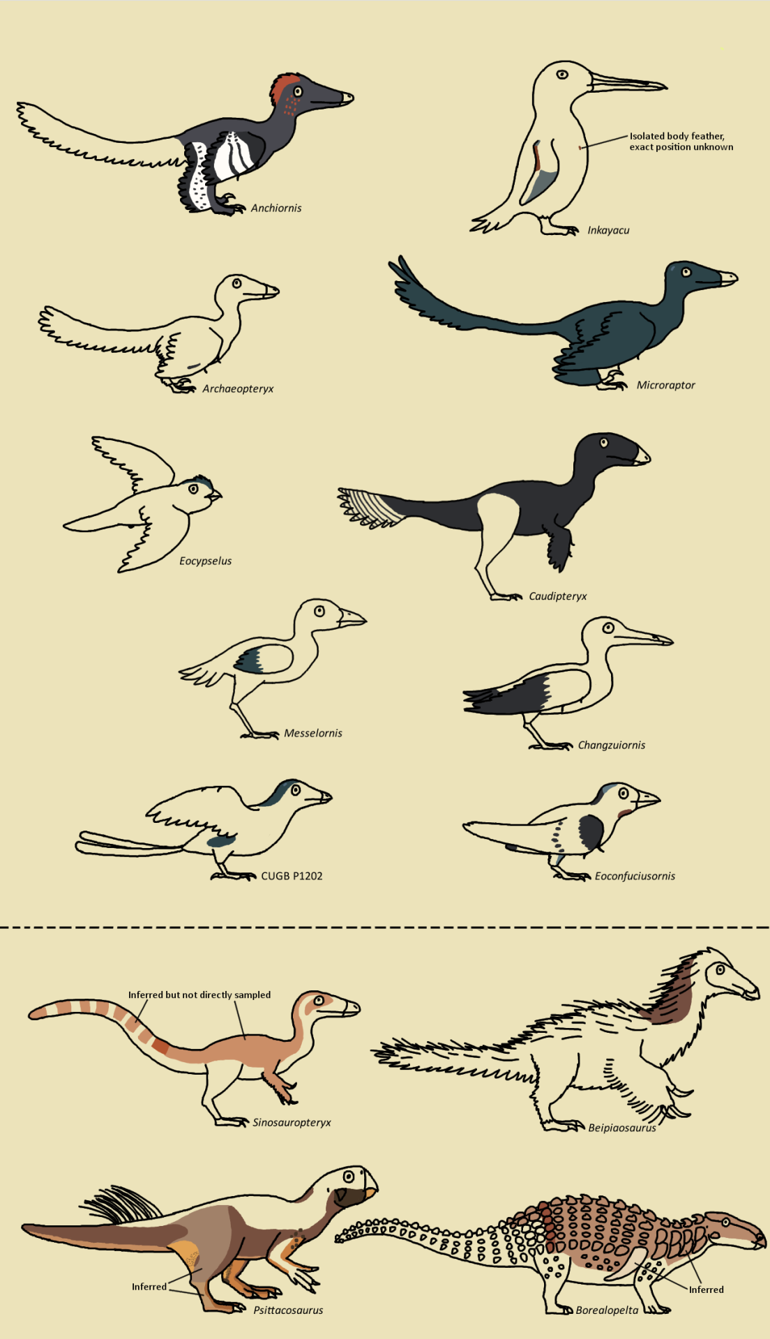 avian dinosaurs list