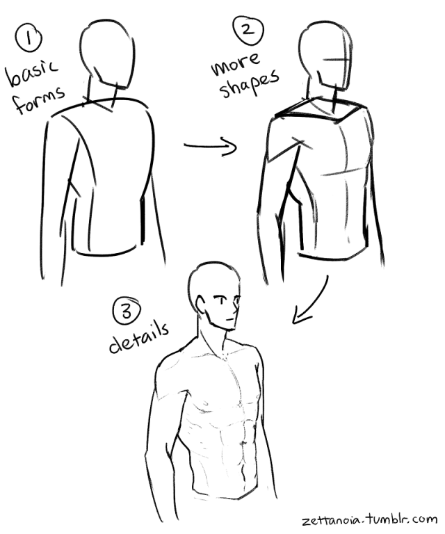 drawing anatomy shapes