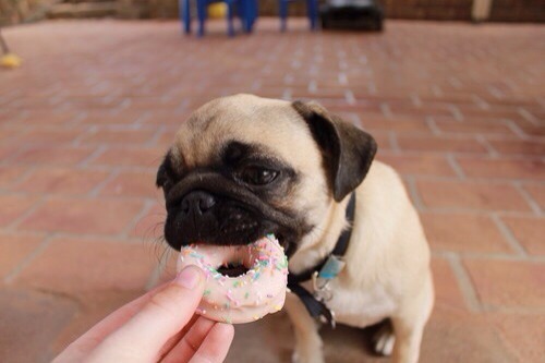 donate pugs not drugs pugs puppy dog