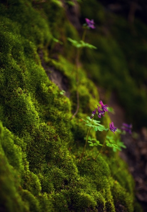 moodynature:(via 500px / enchanted forest by Maryna Khomenko)