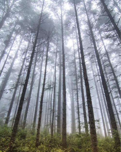 foggy morning fog foggy moodygrams moodboard mood travel blog travel travel girl goals travel goals forest woods wilderness wanderlust original photography photography photographer original post inspirational