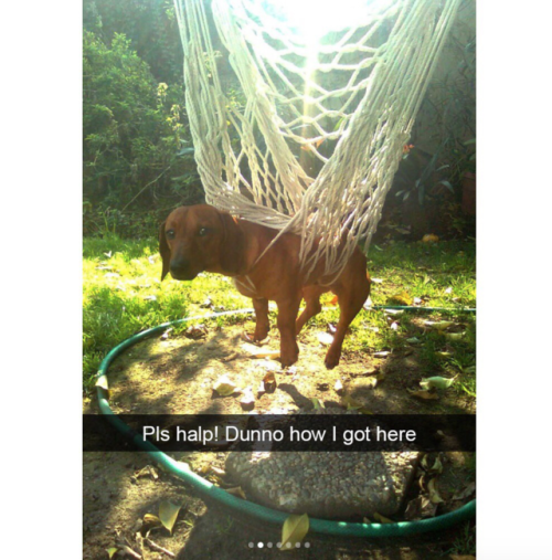 babyanimalgifs:Dog snaps