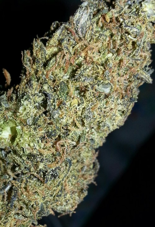 the-weedsleys:the-weedsleys:permafrost. up close &...