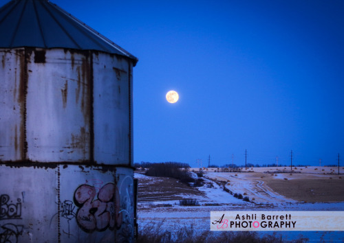 withaniphotography