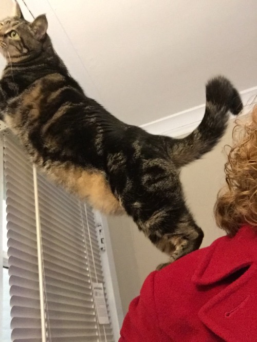 Sometimes when I bend over to tie my shoes, my cat takes advantage of the easy stepping stone my back presents.