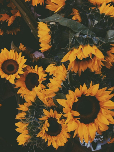 Unduh 47 Background Tumblr Flowers Gratis