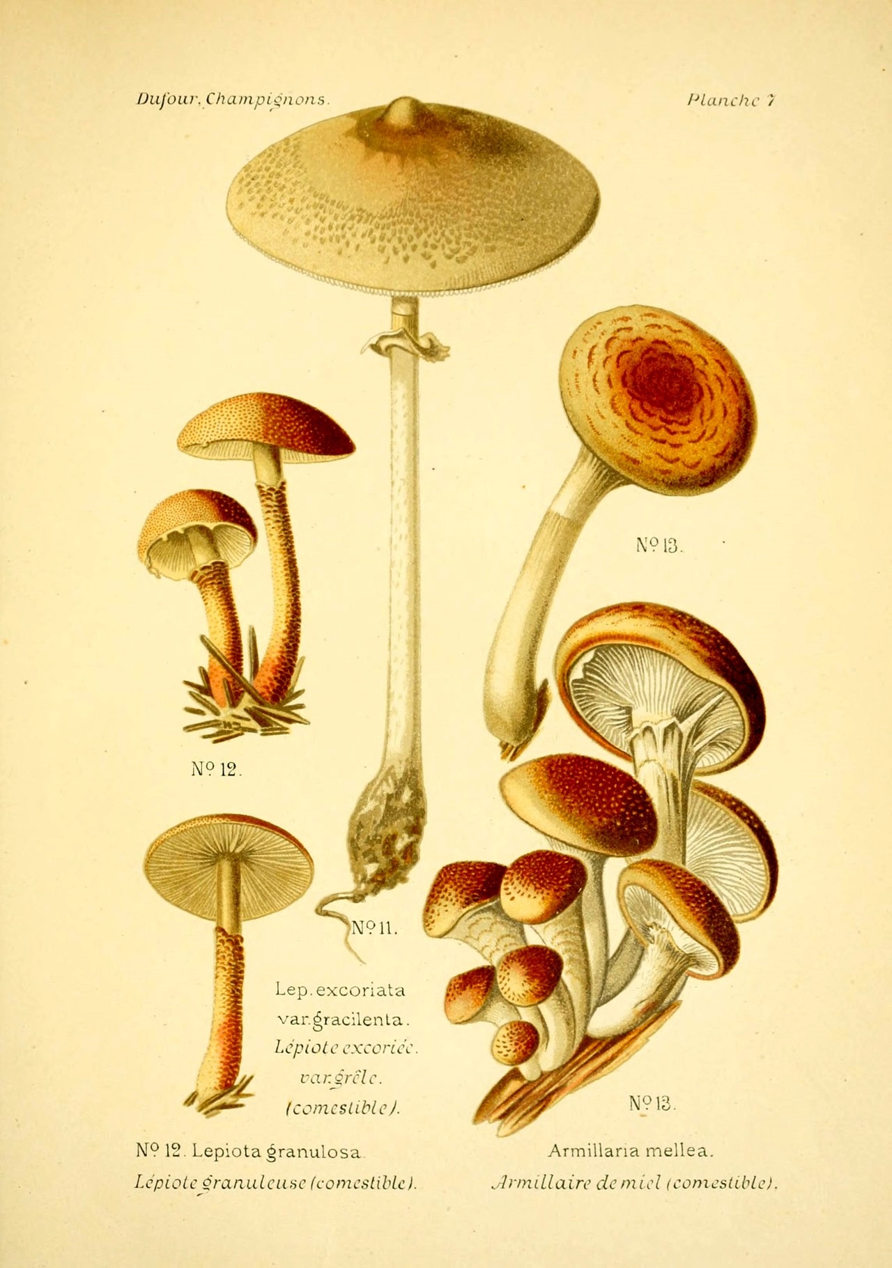 Fungi Wapiti Atlas Of Edible And Poisonous