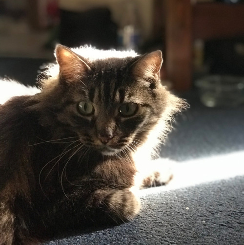 kushkitten