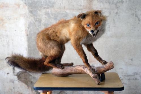 Mátame, camión! (El Tópic de la Taxidermia Chunga) - Página 8 Tumblr_pd1vc4qOgc1vwkx1bo2_500