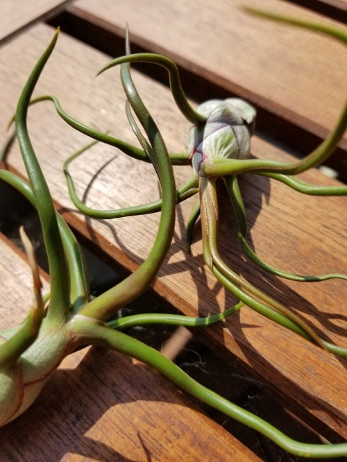 May 28, 2018 - It’s amazing how air plants brighten up...