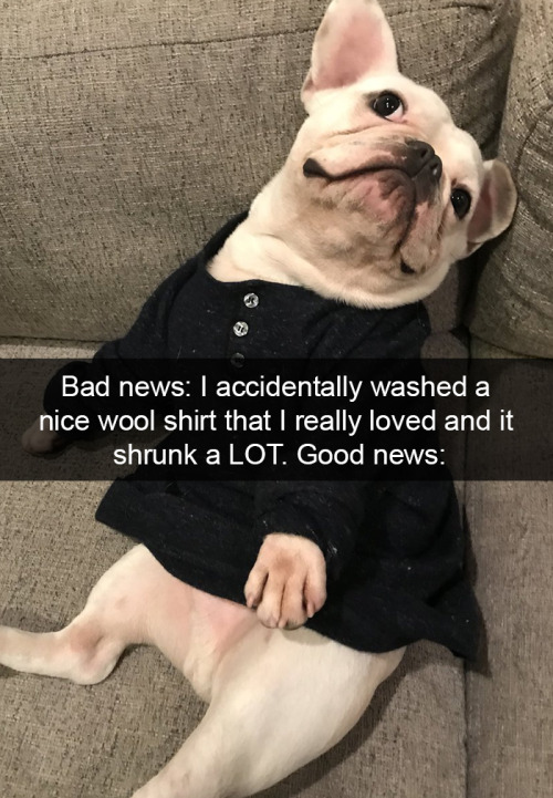 animalsnaps:Dog snaps