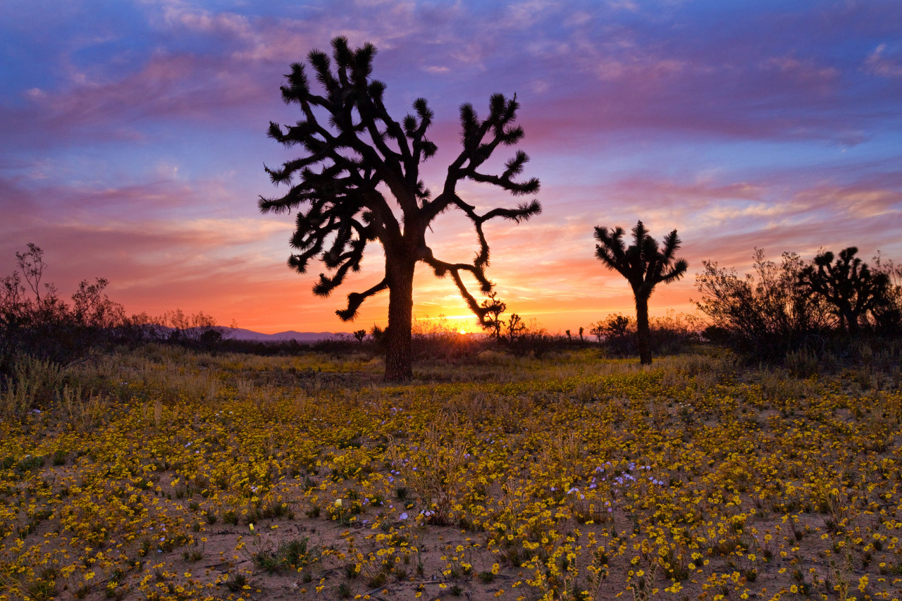 Mostly the Mojave Antelope Valley California by Matt Purciel via