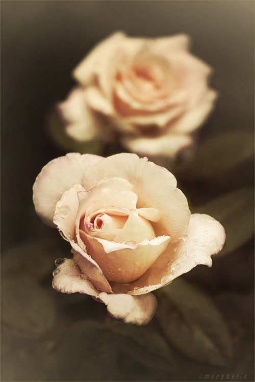 blooms-and-shrooms:rosas by Cochalita