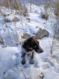 Pointer Pups Tumblr