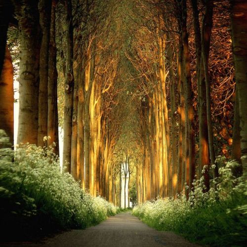 coolthingoftheday:TOP TEN MOST BEAUTIFUL TREE PATHS1....