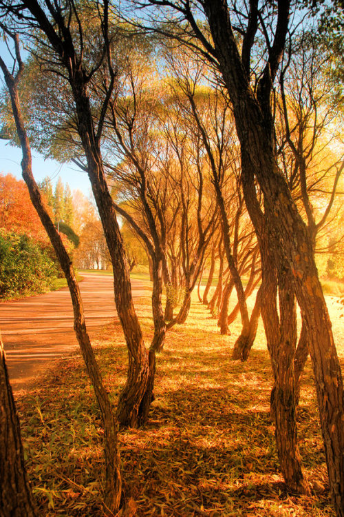 autumn fall trees finland