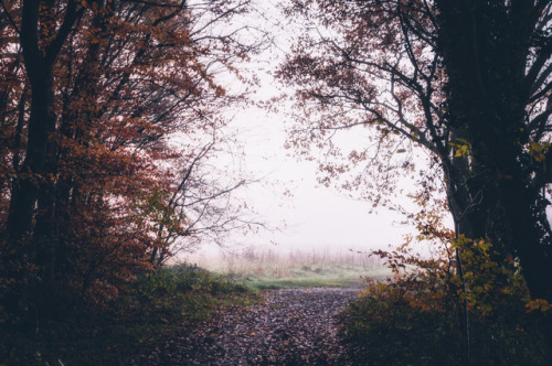 pixelcoder:Nature Path - German Woodlands - December...