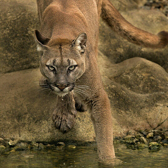 puma more like this