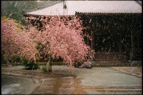 shinnoguchiphotography