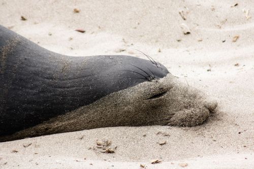 Caption This: Seal in the Sand -- Editors' Spotlight -- National ...