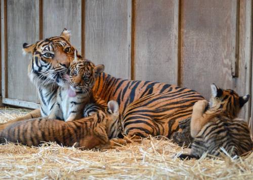 Clean-up Time for Tiger TripletsIt was recently bath-time for...