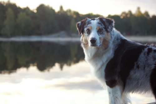 kiwiaussie:Morning at the lake