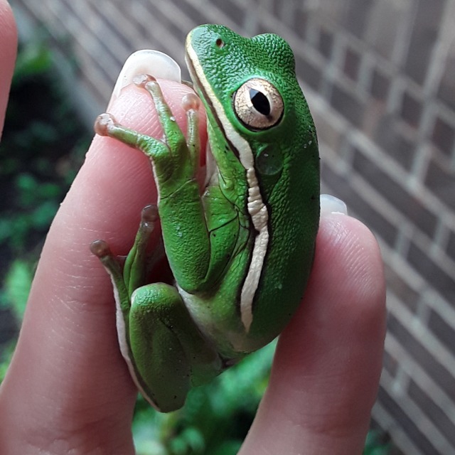 Green Frog On Tumblr