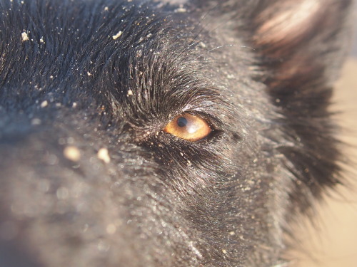 german shepherd GSD black gsd Working dog sar rescue dog dog photography photography nature nature photography wolf dog eye micro photography
