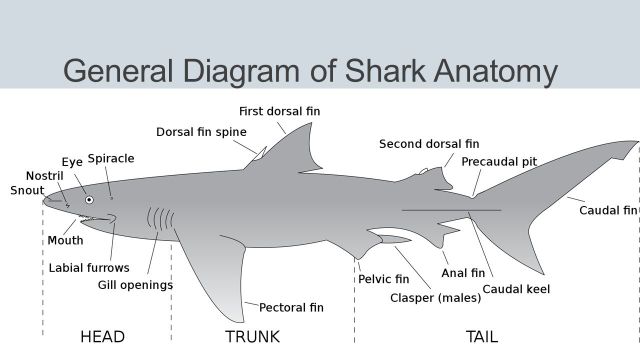 Marine Biology Facts and Information — Shark Week: Intro