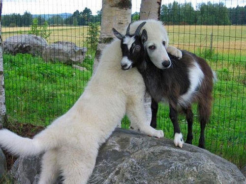 mcwolfy:fakehistory:Therapy dogs being trained to console...