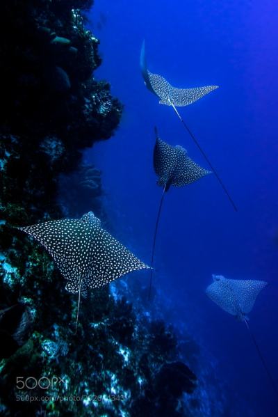 400px x 599px - mexico-fishing | Tumblr