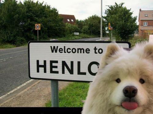 cartoon-dog:HENLO there