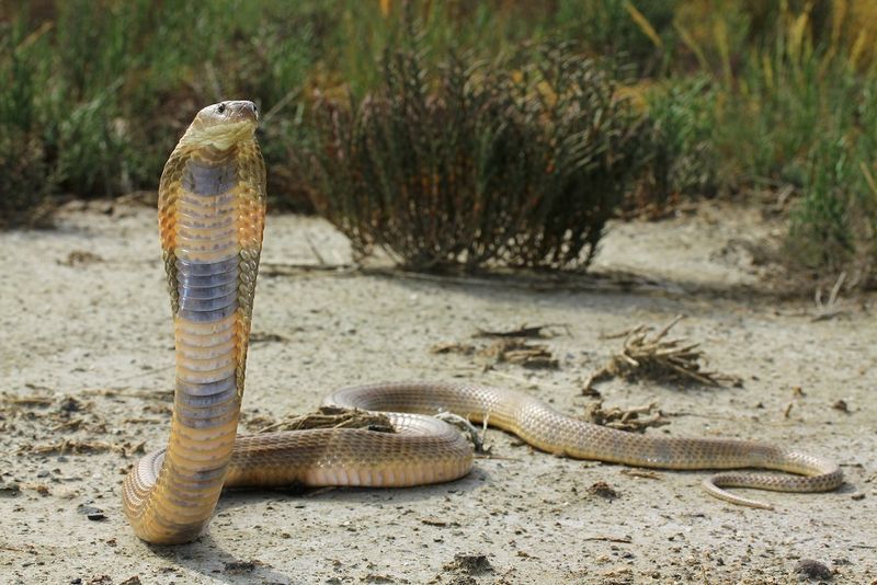 Archerisms • The Caspian Cobra. Notice it’s light brown color...