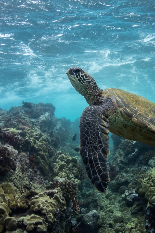 green sea turtle on Tumblr