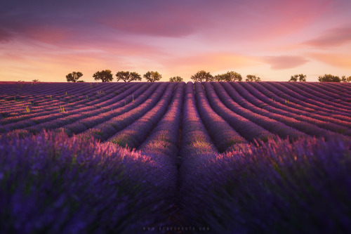 phantastrophe:Valensole, France | Photographer: Beboy...