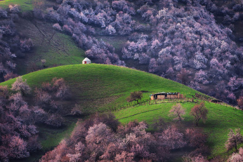 constant-consonance:sixpenceee:Pictures of China’s apricot...