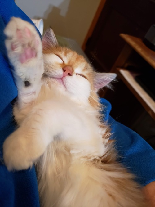 awwflycat