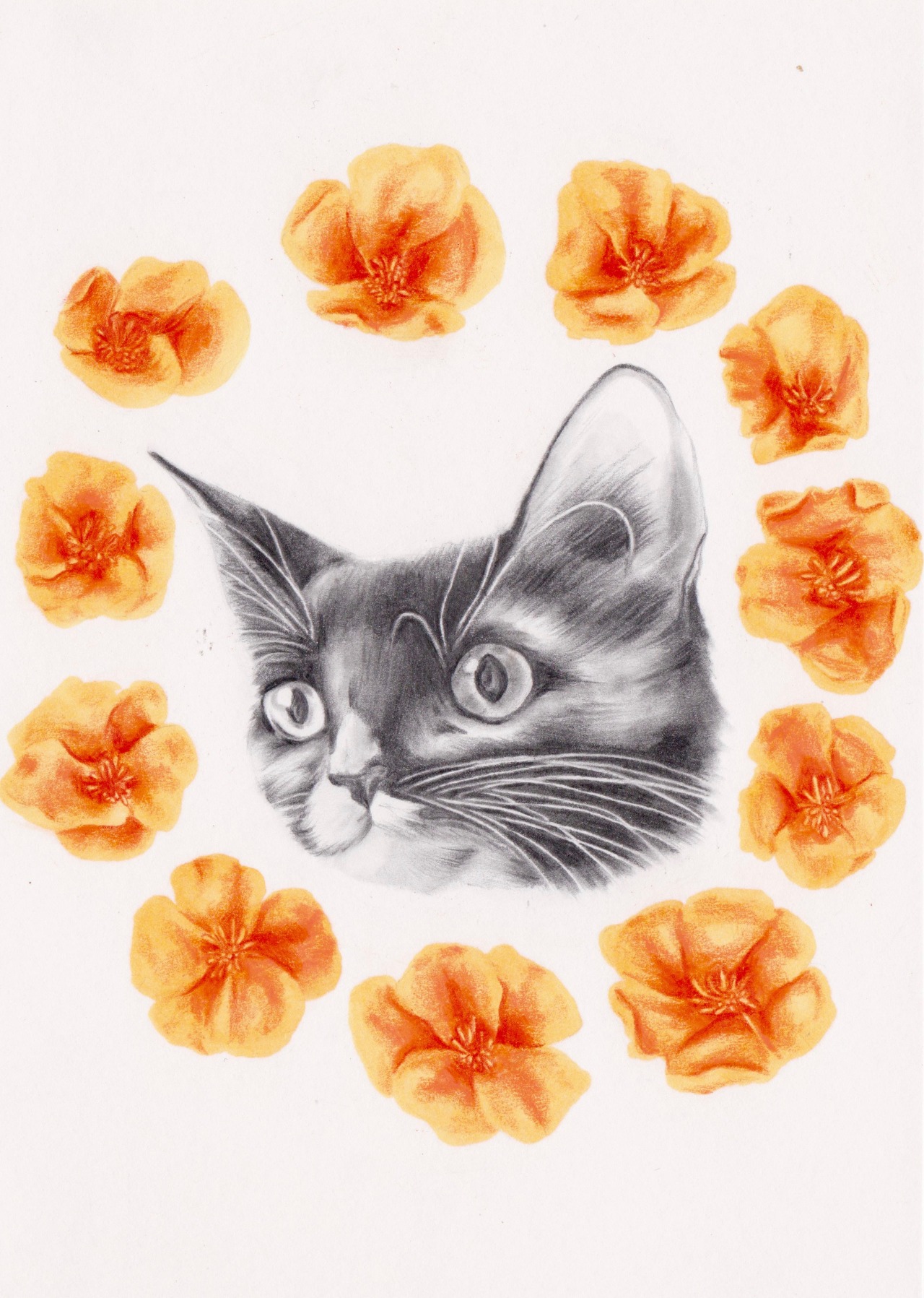 “Poppy Cat” Tumblr Shop