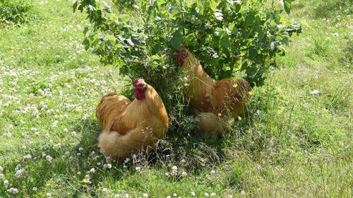 chickens-and-muscovyducks:In The Bushes, Hunting Berries.