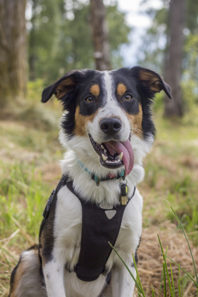 springer spaniel lab border collie mix