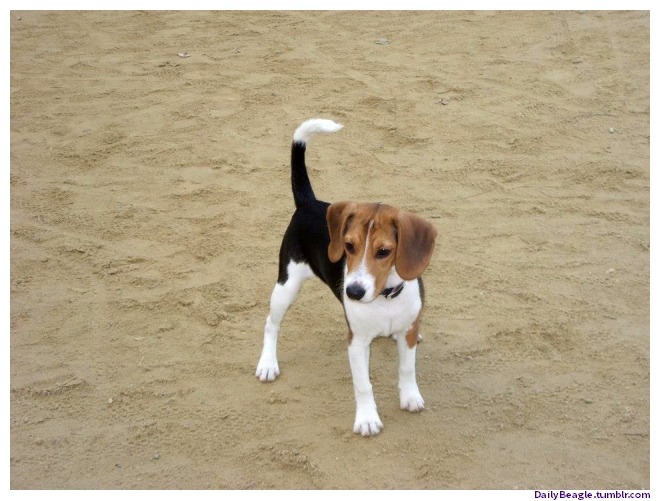 Pictures of Beagles Puppies