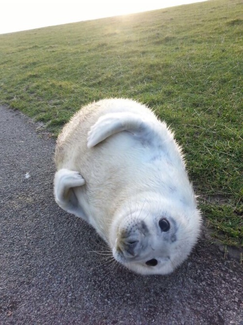 asian:When baby seals are frighten they will fold their...