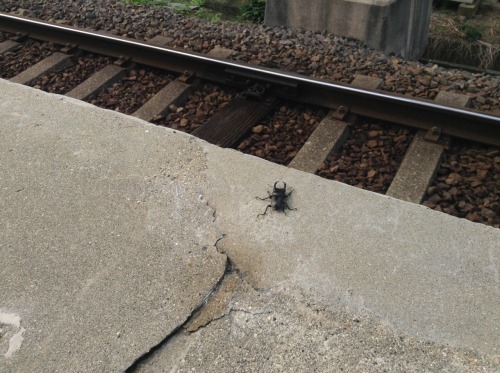 small-guide-of-nara:駅のホームで見つけました。クワガタが電車に乗りたいみたいです。On the...