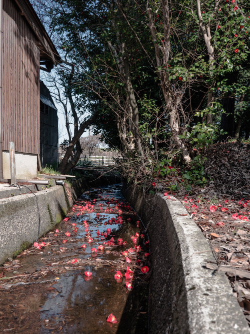 花粉すごい。