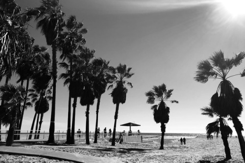 Venice Beach California Kelseylorene Follow Unfollow Beachsunpalm Treesbohoblack And Whitephotographyoriginal Venice Beach California Kelseylorene Follow Unfollow Beachsunpalm Treesbohoblack And Whitephotographyoriginal