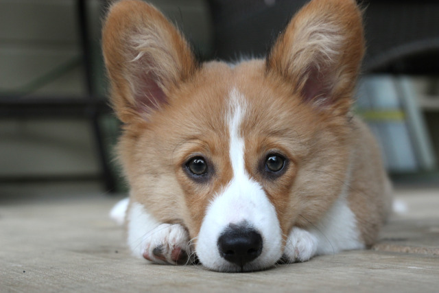 love ♥ corgis