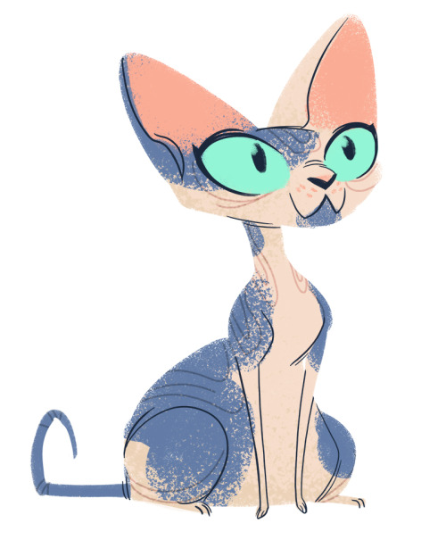 sphynx cat on Tumblr