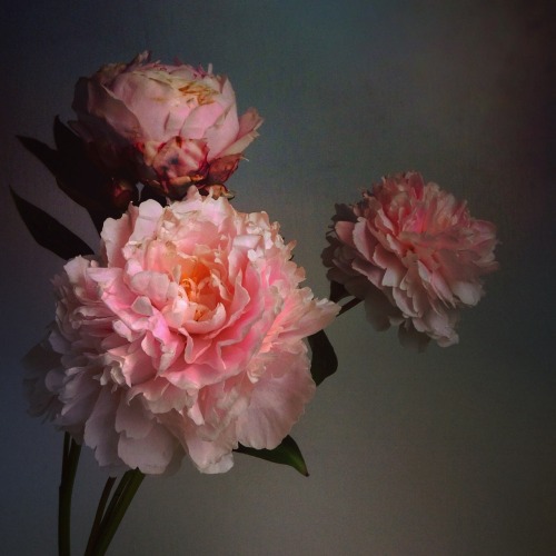 pink peonies on Tumblr