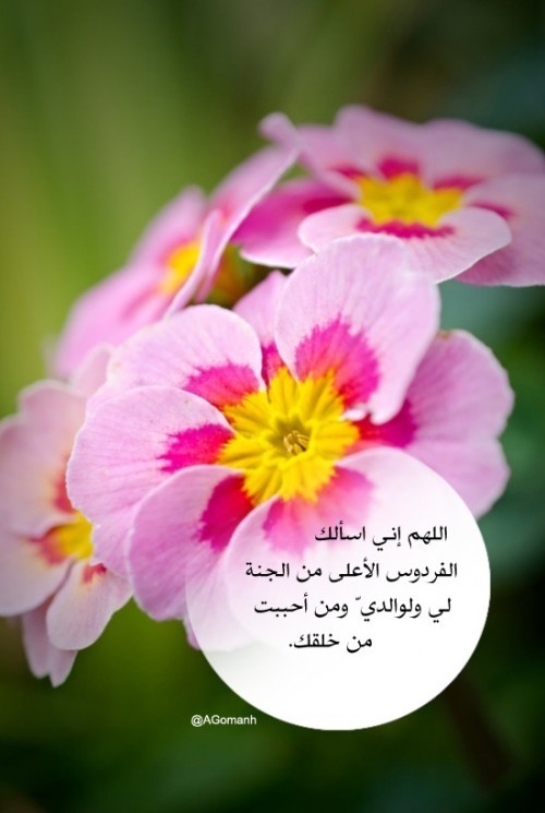 اللهم جنة يارب مع من أحب  Tumblr_newjpiEnw41qapk2qo1_500