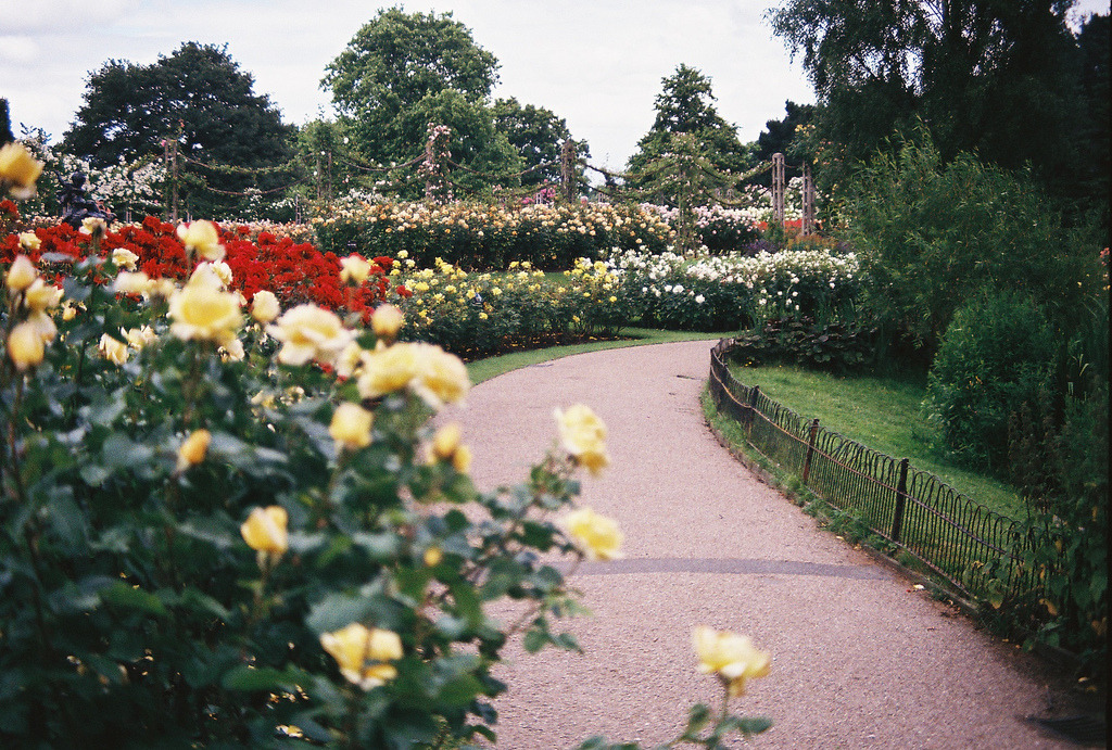 Розы в парках